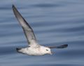 Northern Fulmar